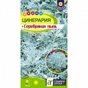 Семена Цинерария Серебряная пыль 0,1гр 107866 - фото 19876