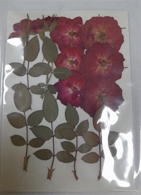 Декор Сухоцветы мини "цветочки" ассорти 10*14см, розочки - фото 21068