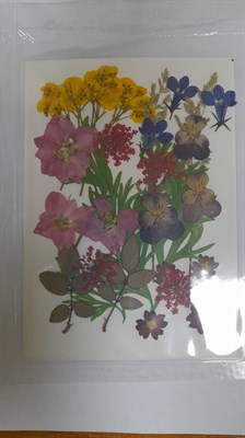 Декор Сухоцветы мини цветочки ассорти 10*14см разноцветный микс фиалки - фото 21078