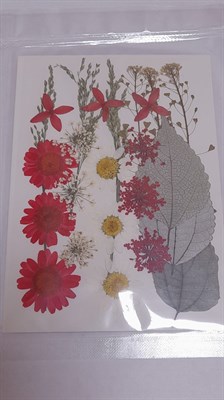 Декор Сухоцветы мини "цветочки" ассорти 10*14см, ромашковый микс - фото 21091