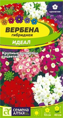 Семена Вербена Идеал 0,1гр Семена Алтая 117747 - фото 32206