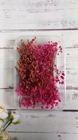 Сухоцветы д/творчества и декора "цветочки" Гипсофила ярко-розовая