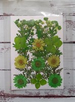 Декор Сухоцветы мини "цветочки" ассорти 10*14см, зеленый микс с клевером