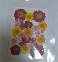 Декор Сухоцветы мини "цветочки" ассорти 10*14см розово- оранжевый микс календула+розы
