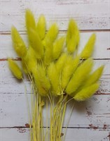 Лагурус цвет неон желтый 60 см