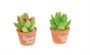 Суккулент в горшке декор 1,6*2,7см 19677