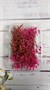 Сухоцветы д/творчества и декора "цветочки" Гипсофила ярко-розовая - фото 19311