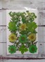 Декор Сухоцветы мини "цветочки" ассорти 10*14см, зеленый микс с клевером - фото 20506