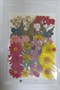 Декор Сухоцветы мини цветочки ассорти 10*14см разноцветный микс  - фото 21080