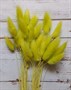 Лагурус цвет неон желтый 60 см - фото 5465