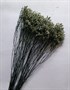 Букет сухоцветов  Гипсофила (Статица) 70 см. белый - фото 5470