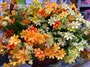 Букет цветы космеи 28см  - фото 8599